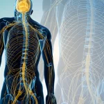 The Vagus Nerve: The Overlooked Pathway Linking Stress, Sleep, Digestion, and Recovery